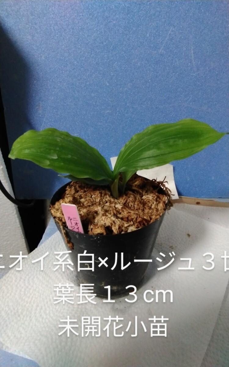颯　ニオイ系白×ルージュ三世　未開花小苗?。叮埃àà婴?エビネほ春蘭?寒蘭?山野草 )