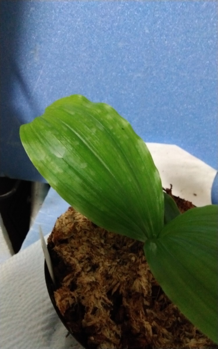 颯　ニオイ系白×ルージュ三世　未開花小苗?。叮埃àà婴?エビネほ春蘭?寒蘭?山野草 )