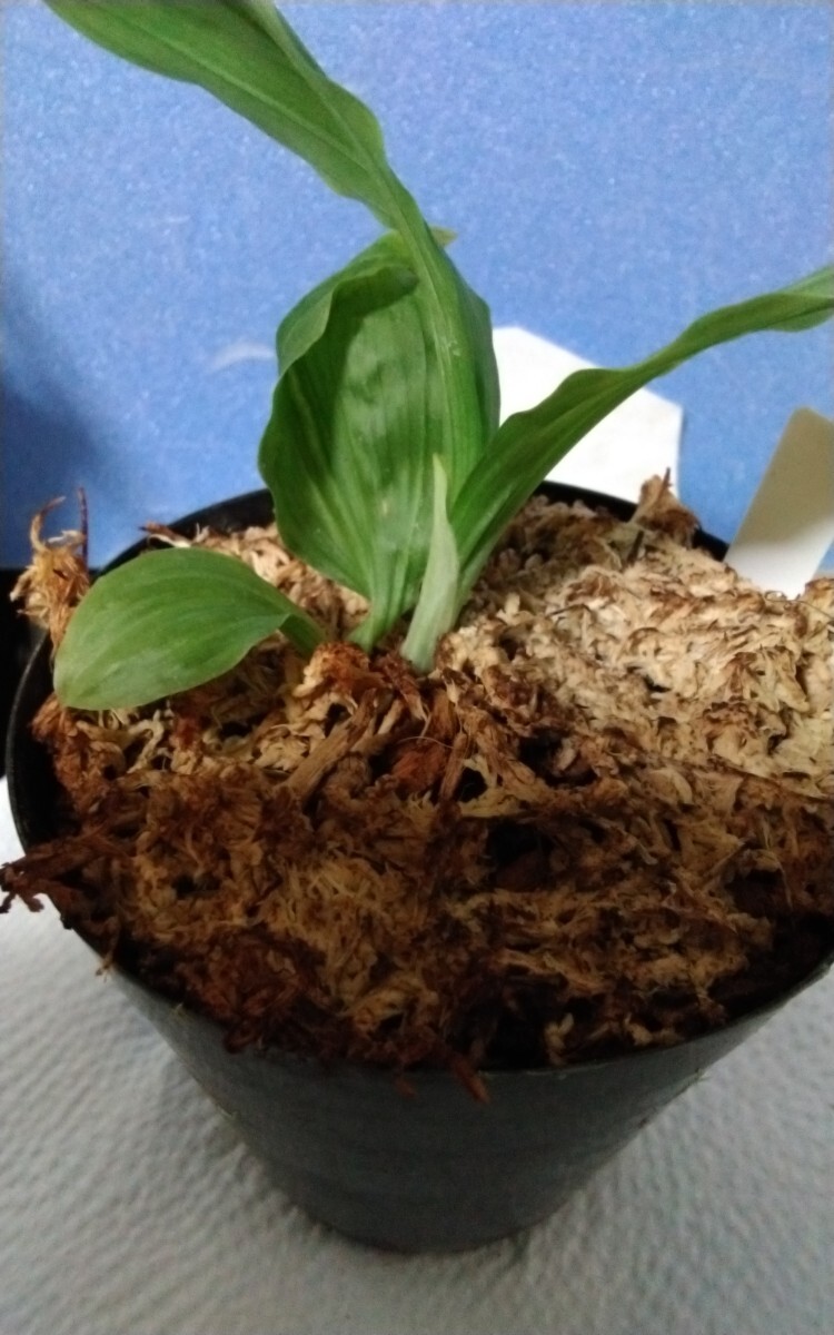 颯　ニオイ系白×ルージュ三世　未開花小苗　６０（えびね?エビネほ春蘭?寒蘭?山野草 )