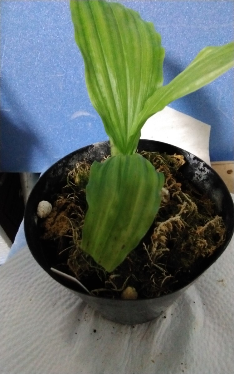颯　白清紅×君の名は　未開花小苗?。叮埃àà婴?エビネほ春蘭?寒蘭?山野草 )