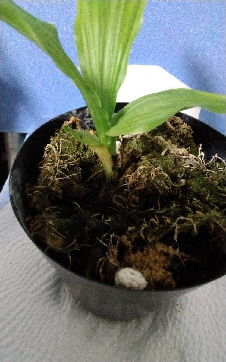 颯　白清紅×君の名は　未開花小苗?。叮埃àà婴?エビネほ春蘭?寒蘭?山野草 )