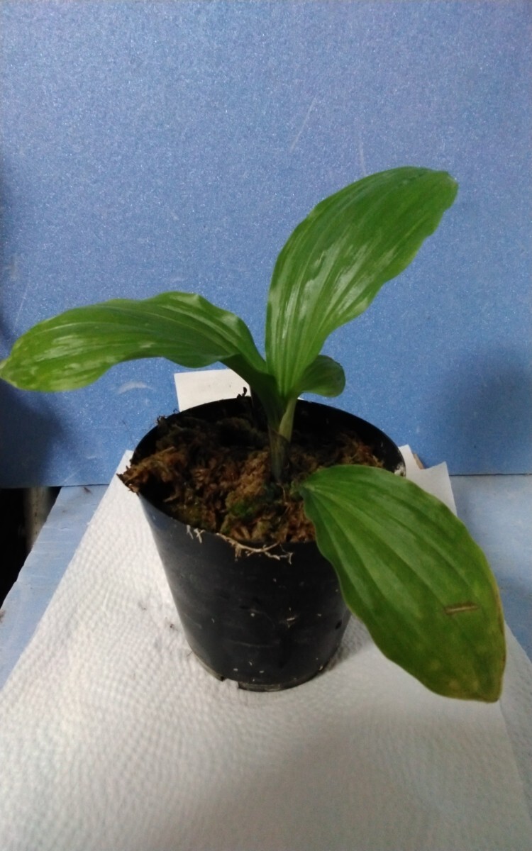颯　クィーンエリザベス×クィーンエリザベス　未開花小苗?。叮埃àà婴?エビネほ春蘭?寒蘭?山野草 )