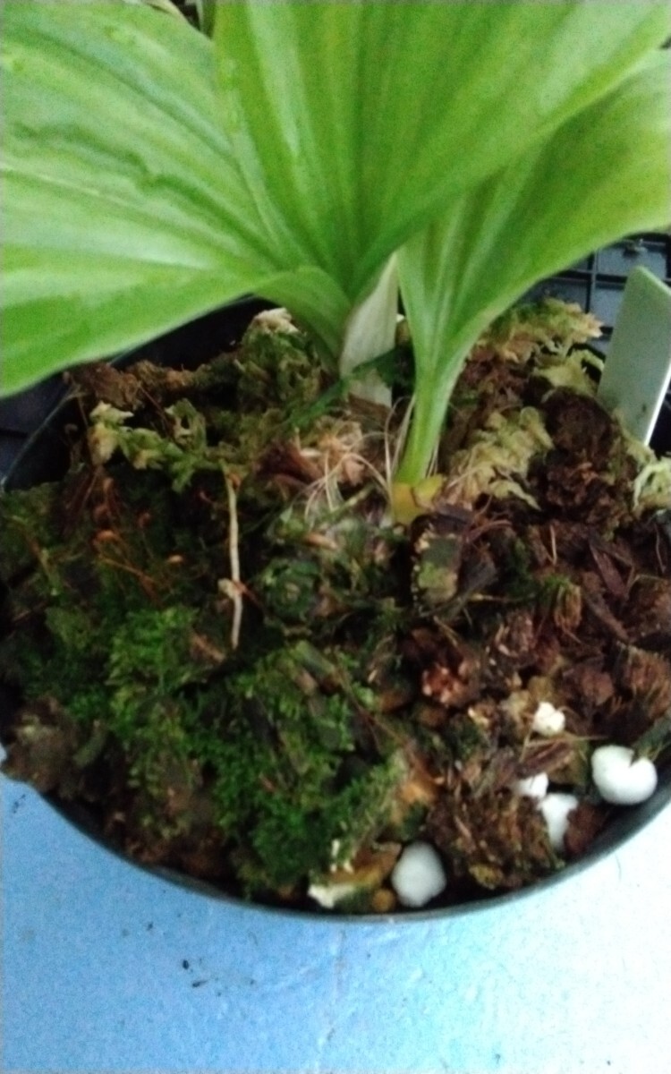 颯　紫苑×四紫王　未開(kāi)花中小苗?。叮埃àà婴?エビネほ春蘭?寒蘭?山野草 )