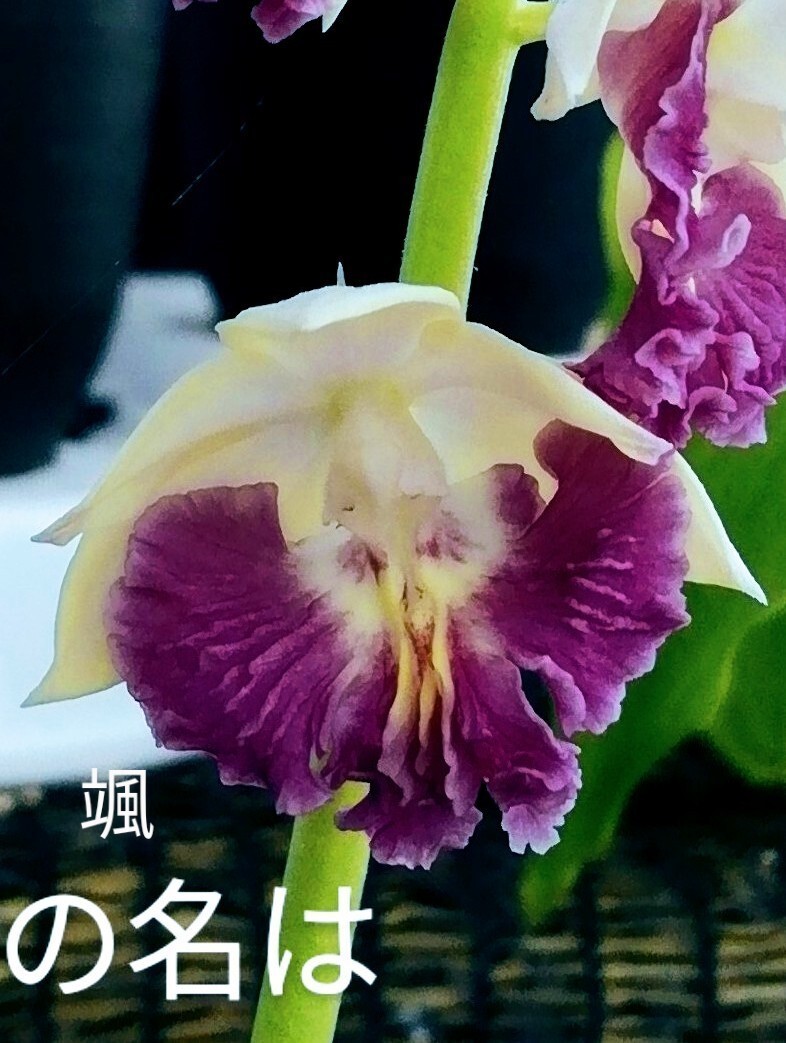 颯　白清紅×君の名は　未開花小苗?。叮埃àà婴?エビネほ春蘭?寒蘭?山野草 )