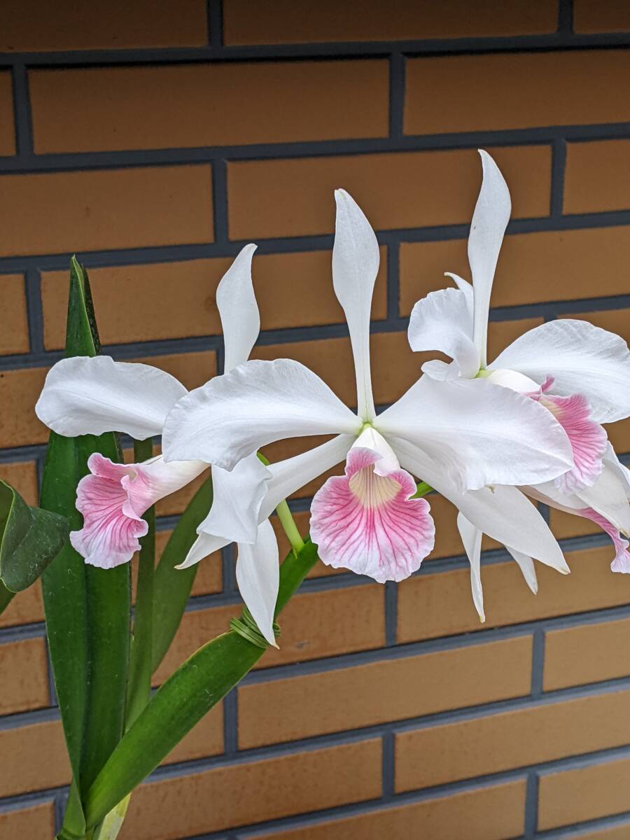 洋蘭原種カトレア　C.(L)purpurata f. carnea