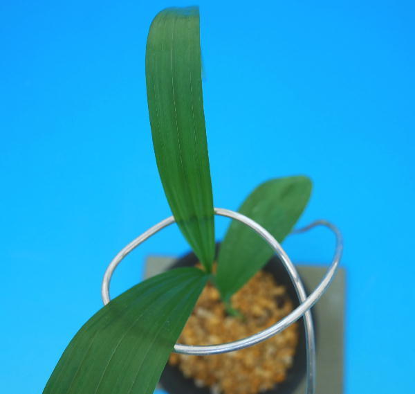 ∞萠春園∞　自然種シラン　今年ラスト品　【ブルーシラン】?。?えびねらん?寒蘭?春ラン）