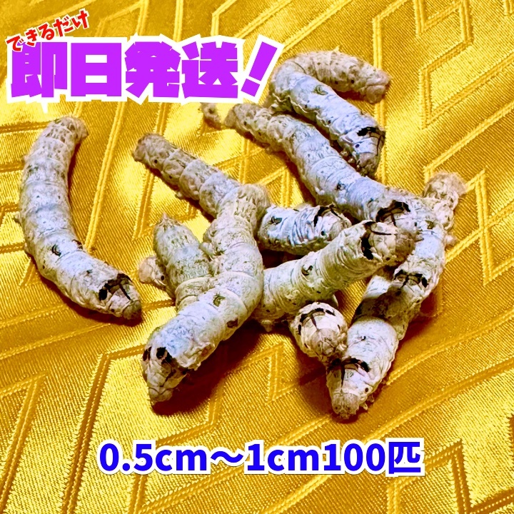シルクワーム 05cm～1cmサイズ 100匹 餌なし即日発送 カイコ 蠶さん【K&G Factory】