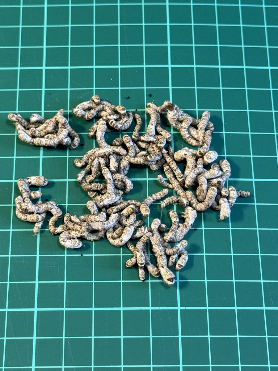 シルクワーム 約1~2.5cm前后のサイズ 100匹 おまけ餌付き 即日発送 蠶 カイコ【K&G Factory】