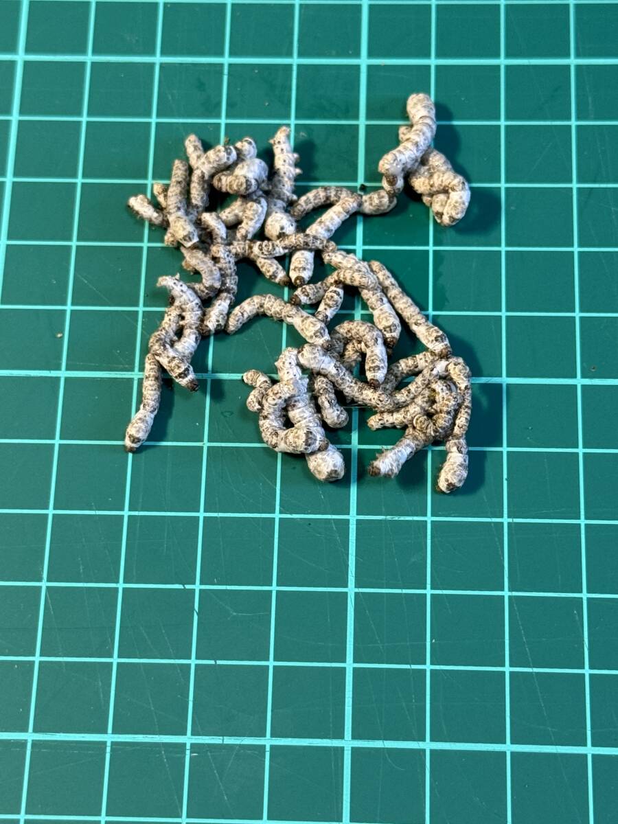 シルクワーム 約1~2.5cm前后のサイズ 100匹 おまけ餌付き 即日発送 蠶 カイコ【K&G Factory】