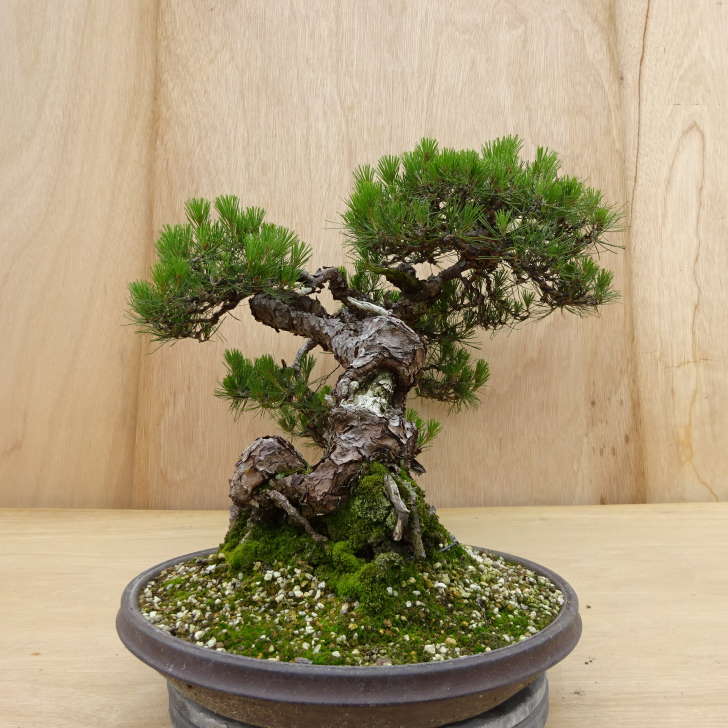 盆栽 松 赤松 樹高 約45cm あかまつ Pinus densiflora アカマツ red pine マツ科 常緑樹 観賞用 大型 現(xiàn)品