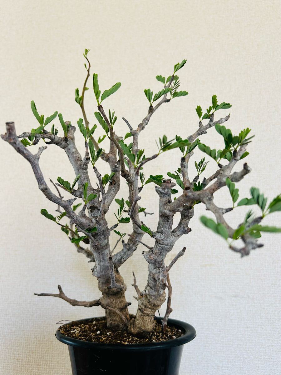 センナ　メリディオナリス　現(xiàn)地株 塊根植物 発根株