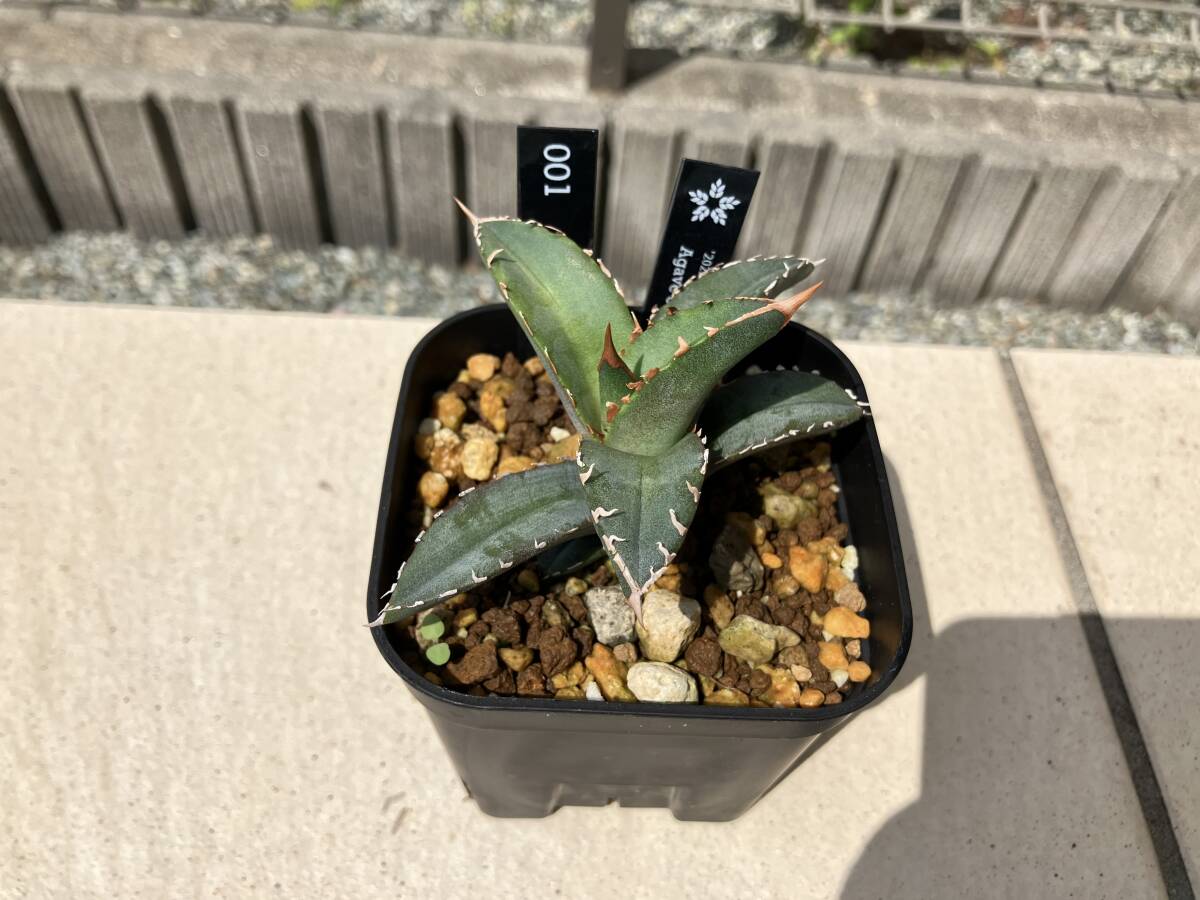 【鉢ごと】アガベ　オテロイ　Agave oteroi 001
