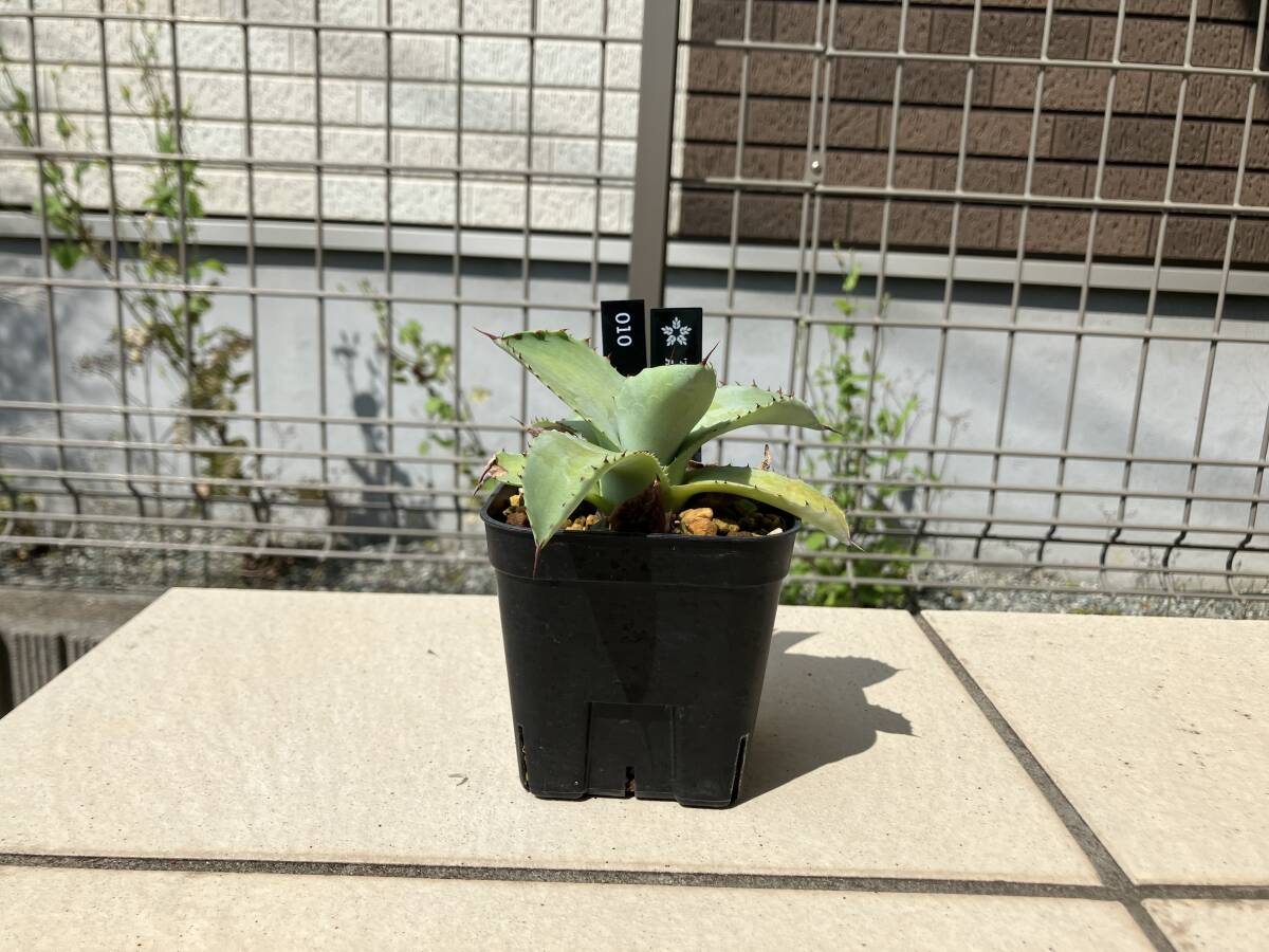 【鉢ごと】アガベ　ナサビオラム　Agave nussaviorum 010
