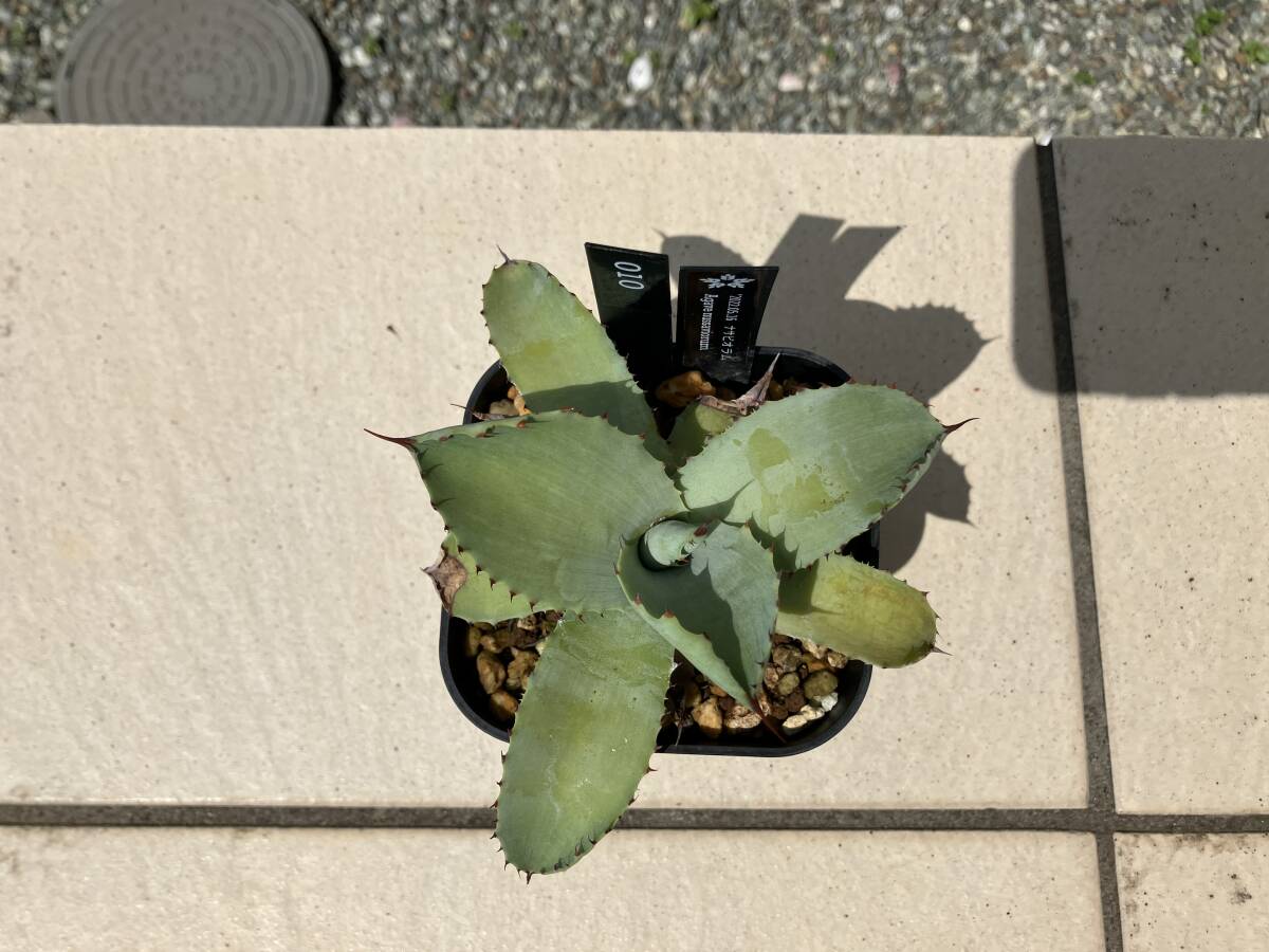 【鉢ごと】アガベ　ナサビオラム　Agave nussaviorum 010