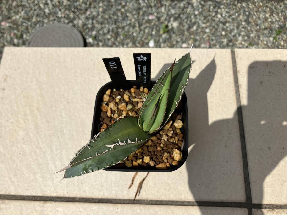 【鉢ごと】アガベ　オテロイ or ピーコッキー　Agave oteroi 011