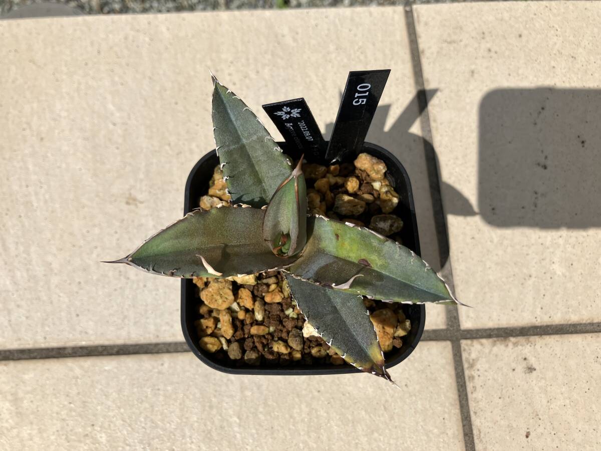 【鉢ごと】アガベ　オテロイ or ピーコッキー　Agave oteroi 015