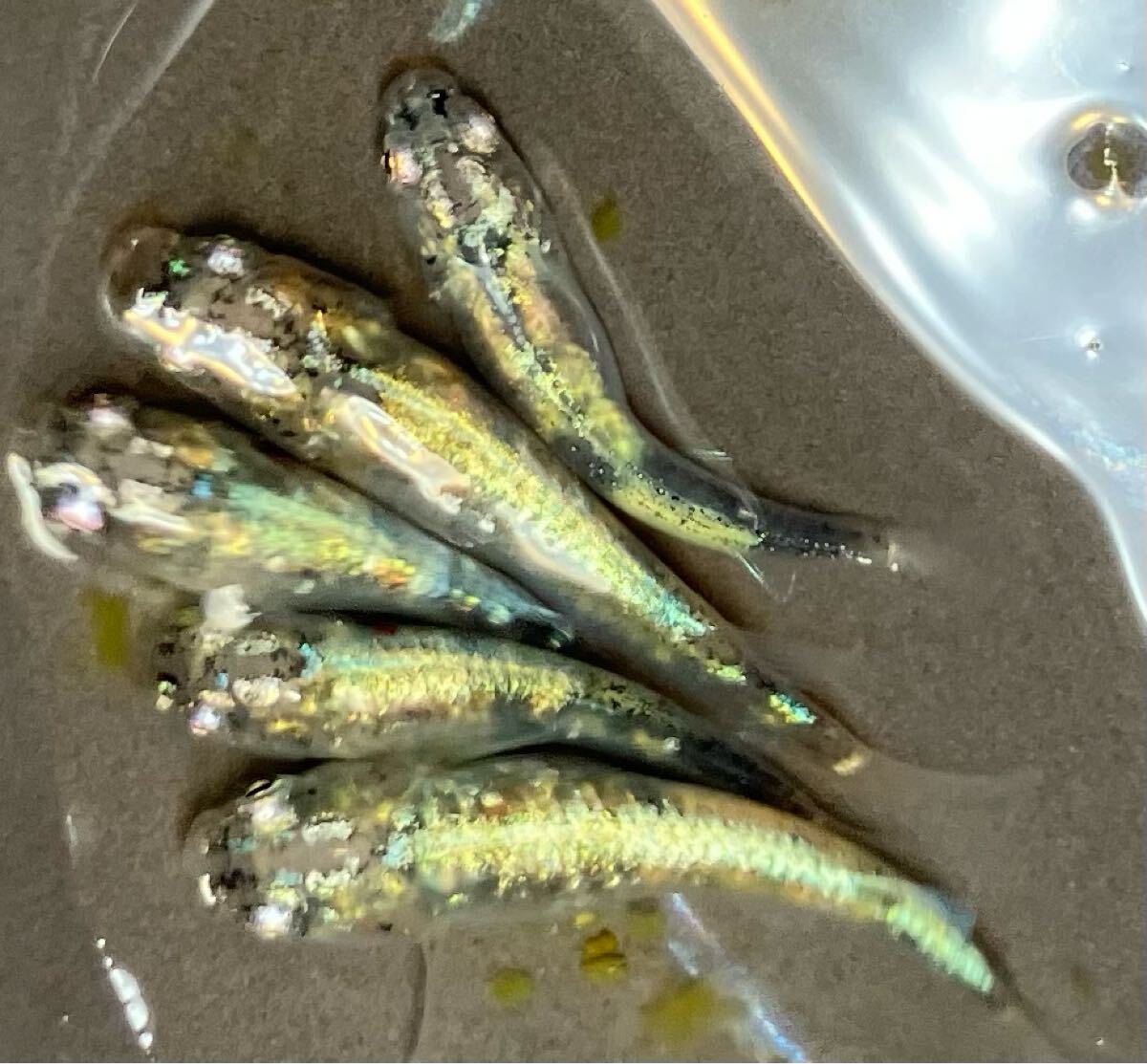 鎧 オス1匹，メス4匹 検索用：直めだか 夢中めだか サバンナ 金塊 金閣 幻想 レックウザ オセロ 曜変天目 