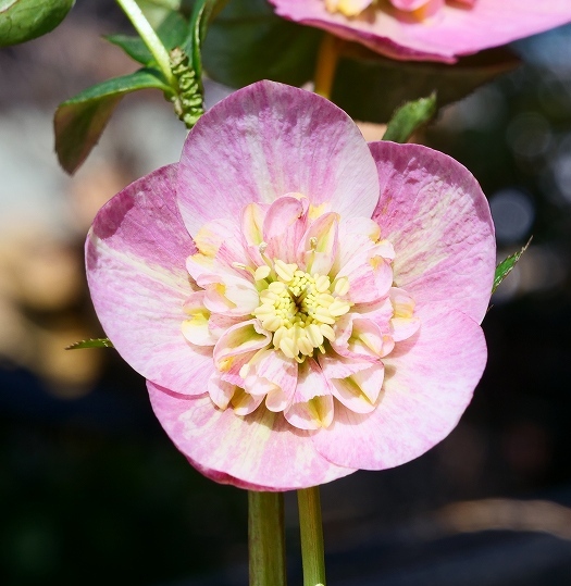最終出品予定 E 強(qiáng)芳香性セルフ交配種子５粒 絞り咲きｓｄ友禪 百花繚亂彩の國(guó) クリスマスローズ 検索 斑入 ソレイユ クレオパトラ