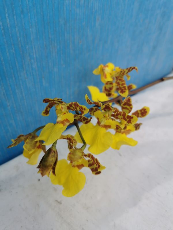 ◎洋蘭◎ Trichocentrum. Kunine