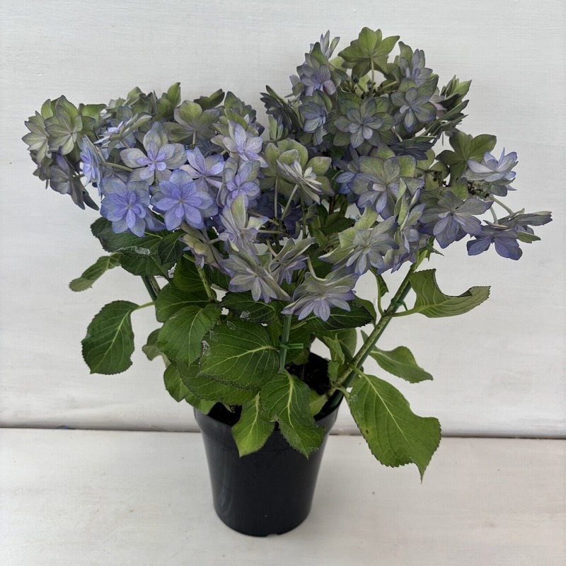 ●秋色アジサイ●　カサノバ　あじさい　紫陽花　5號鉢　鉢植えアジサイ