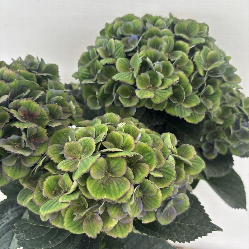 ●秋色アジサイ●　マジカルレッドアメジスト　あじさい　紫陽花　5號鉢　鉢植えアジサイ