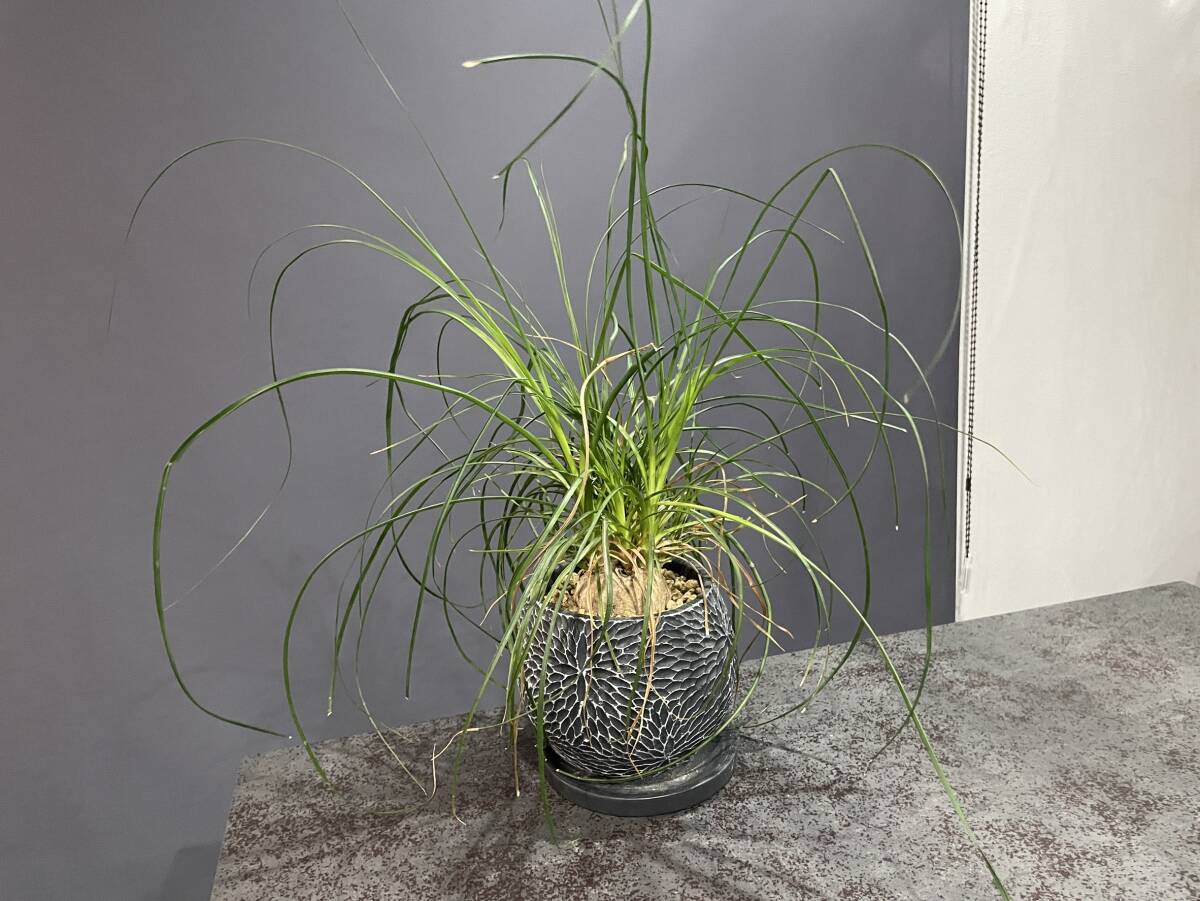 トックリラン ノリナ ポニーテール 観葉植物 インテリア 室內(nèi) キッチン