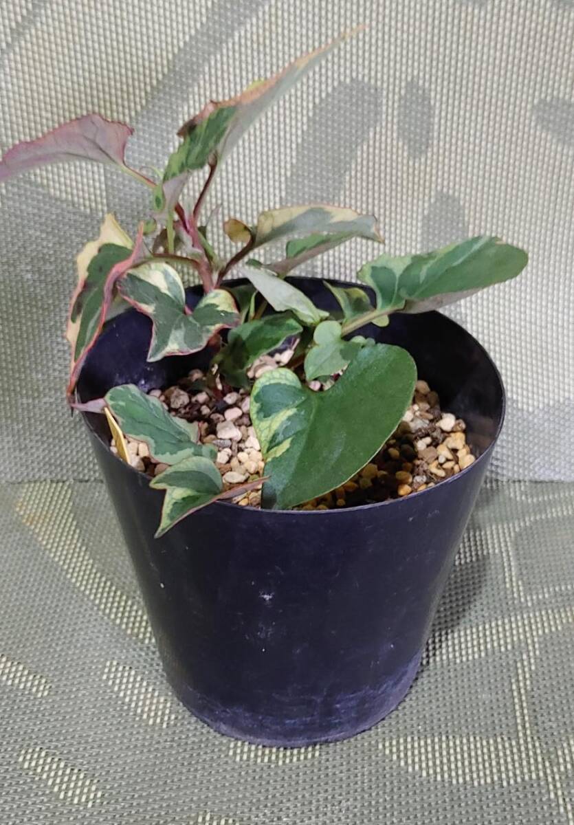 山野草 苗 ドクダミ カメレオン 五色ドクダミ 鉢植え 1鉢 3.5號(hào) 鉢 花 芽 株 寄せ植え 古典 園蕓 高山 植物 草花 多年草 固有種