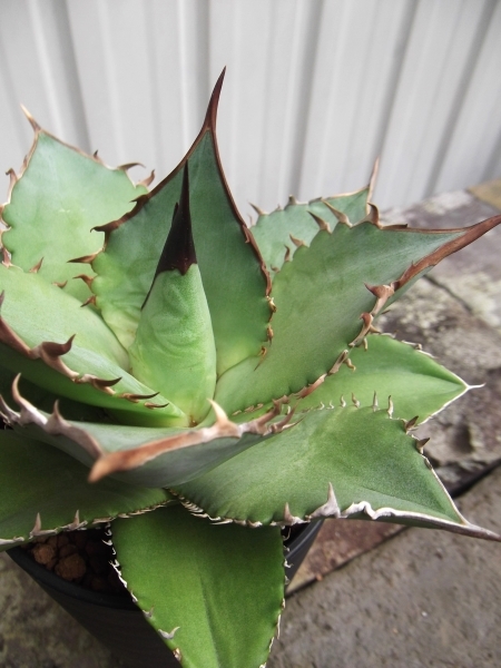 アガベ?チタノタ 　Agave titanota　3.5號プラ鉢　寫真の現(xiàn)物です