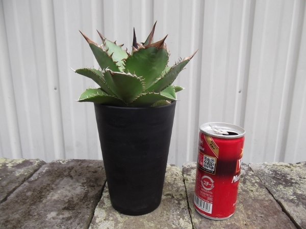 アガベ?チタノタ 　Agave titanota　3.5號プラ鉢　寫真の現(xiàn)物です