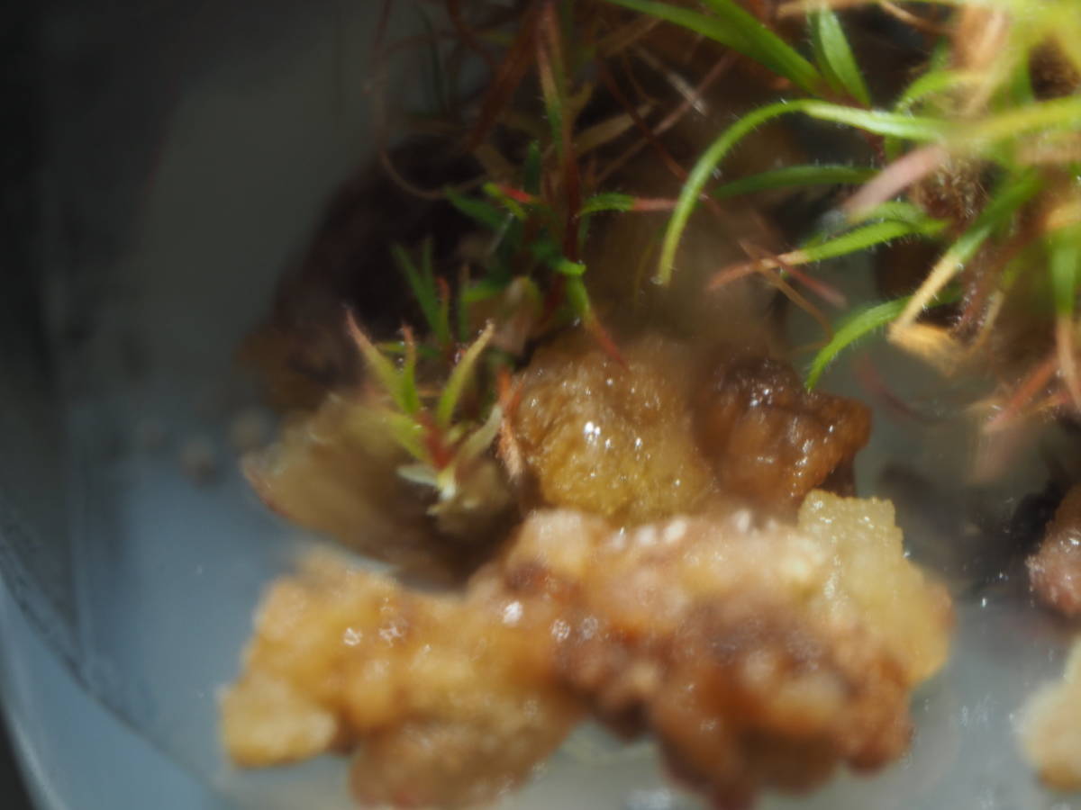 Roridula gorgonias [BCP ID# S005] 無菌播種株 カルス1～2個 ※説明欄要チェック フラスコ苗 食蟲植物 ロリデュラ ロリヅラ ゴルゴニアス