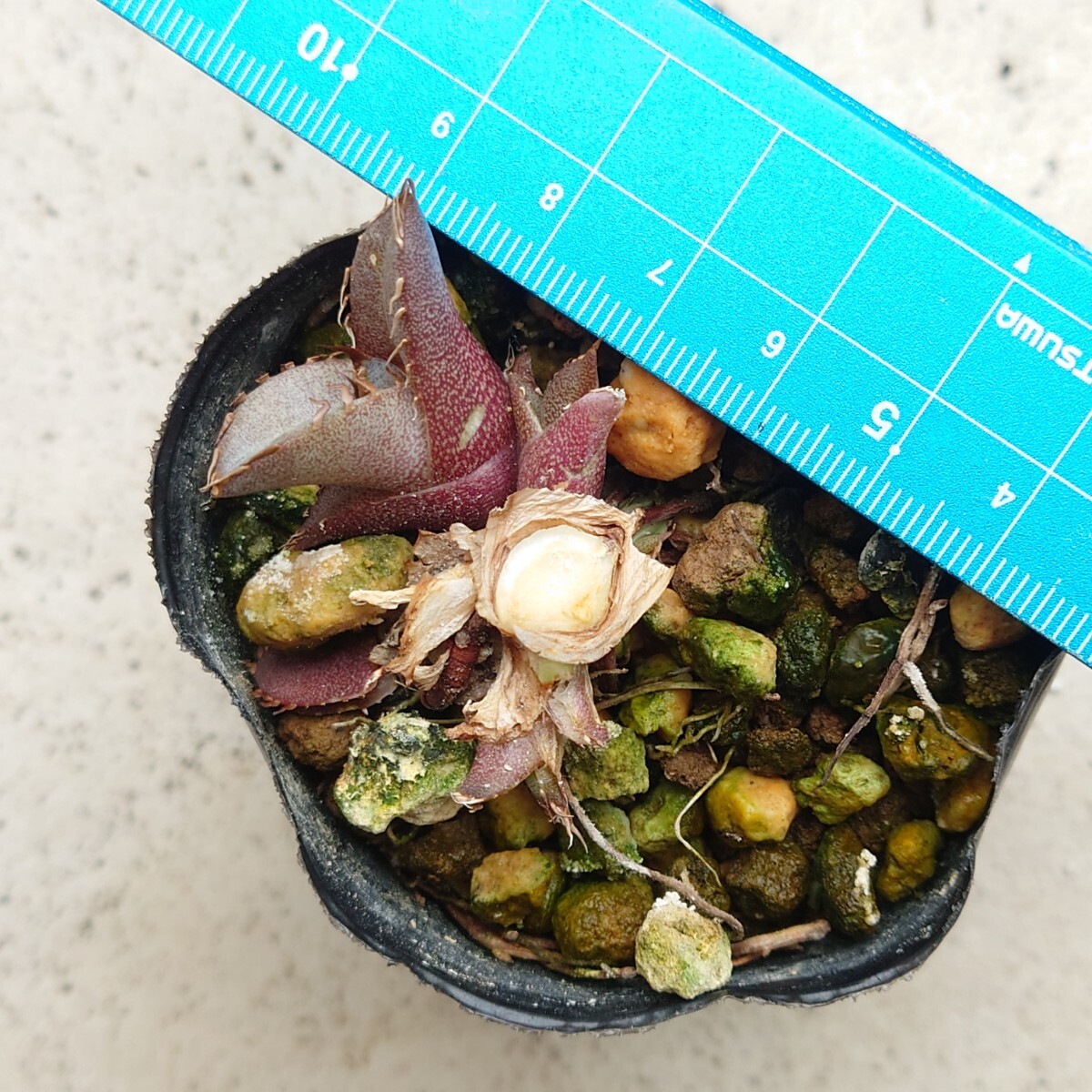 【ワンコインアガベ】【親株畫像あり】アガベ チタノタ 阿修羅 子株1株 未発根 プランツタグ付き