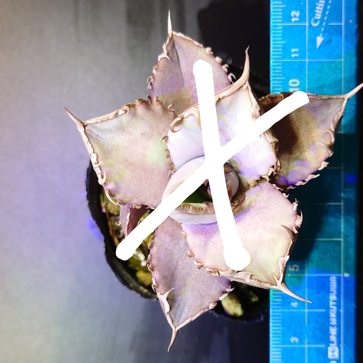 【ワンコインアガベ】【親株畫像あり】アガベ チタノタ 阿修羅 子株1株 未発根 プランツタグ付き
