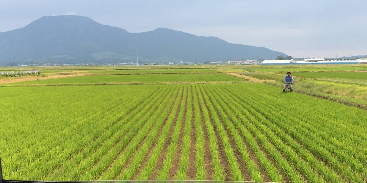 新潟産 送料無料 コシヒカリ 約30kg 玄米 冷蔵保管米 令和6年産 新潟産 送料無料 コシヒカリ 約30kg 玄米 冷蔵保管米 令和6年産