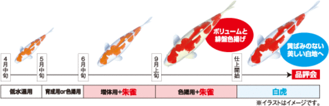 MIX M 800g★キョーリン　メール便　咲ひかり(浮上) 朱雀M 400g + 増體用M 400g MIX 錦鯉　金魚　熱帯魚 特級色揚　受取かんたん