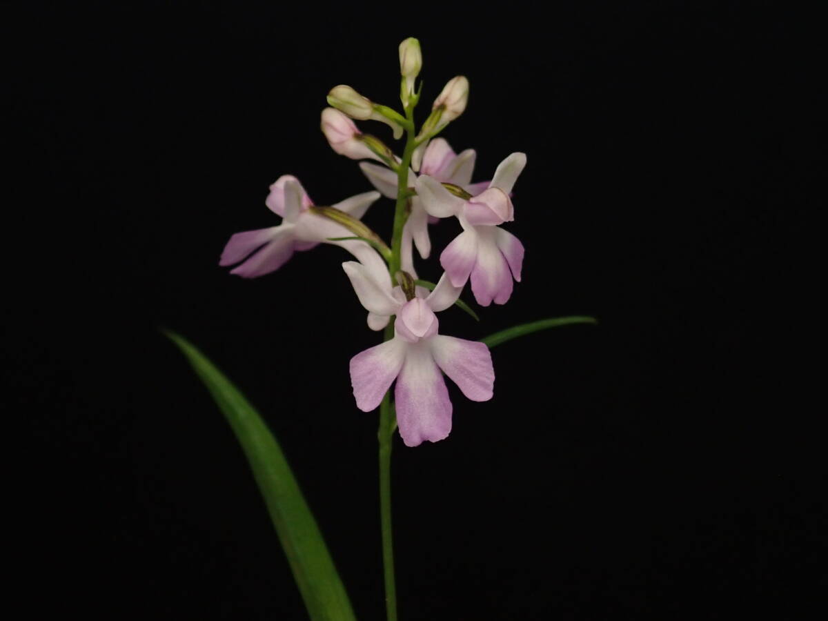 ウチョウラン（湖畔）銘花