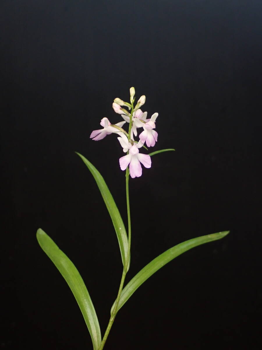 ウチョウラン（湖畔）銘花