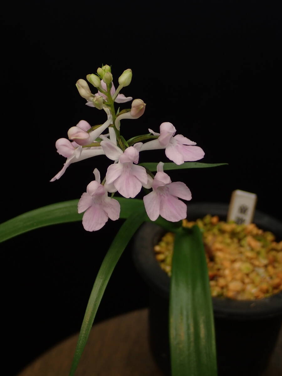 ウチョウラン（童歌）銘花