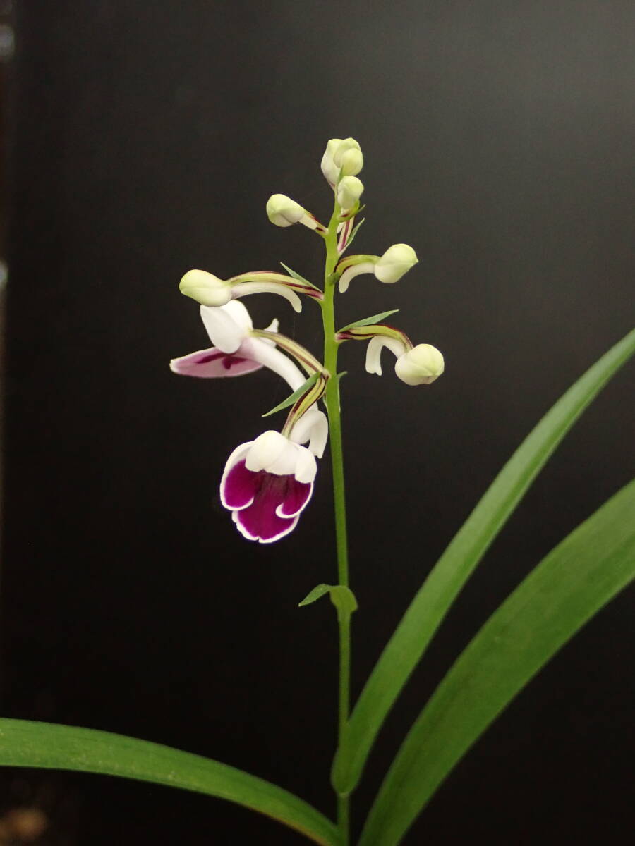 ウチョウラン（富士）銘花