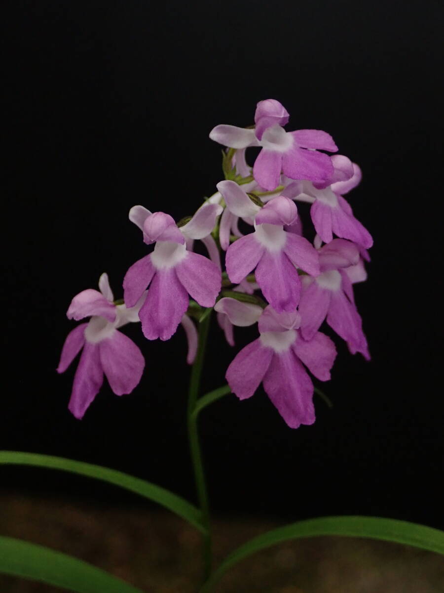 ウチョウラン（紅天狗）銘花