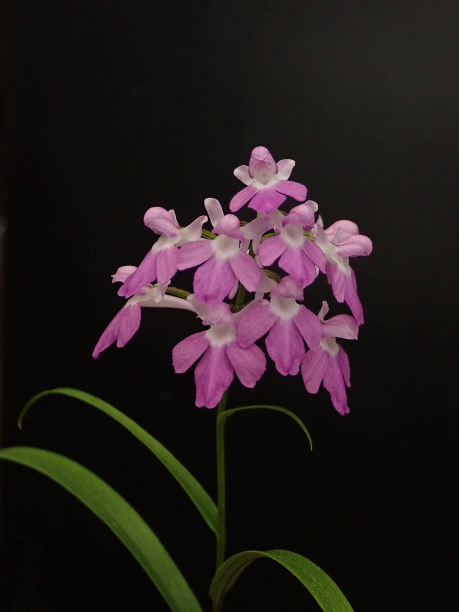 ウチョウラン（紅天狗）銘花
