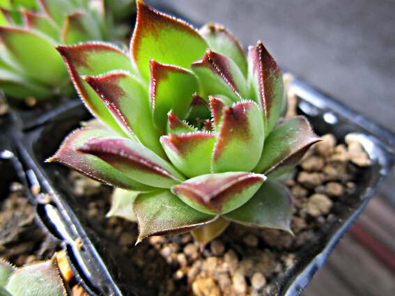 item_image_3
