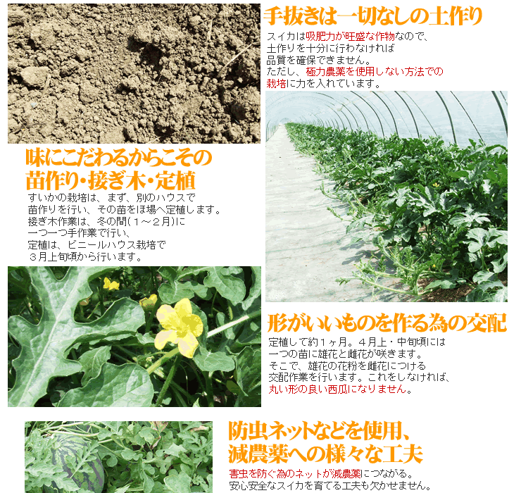 1円～☆即決☆6月中下旬～予約順に出荷】河本農(nóng)園の大玉スイカ【訳あり (1玉6～8kg程度) 鳥取産西瓜すいか【常溫】1箱づつ出荷河68