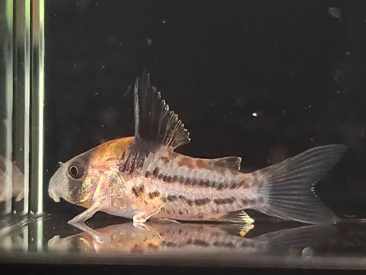 koru редкость 3 шт ±4cm. надеты возмещение есть тропическая рыба Corydoras местного производства bleed пресноводная рыба 