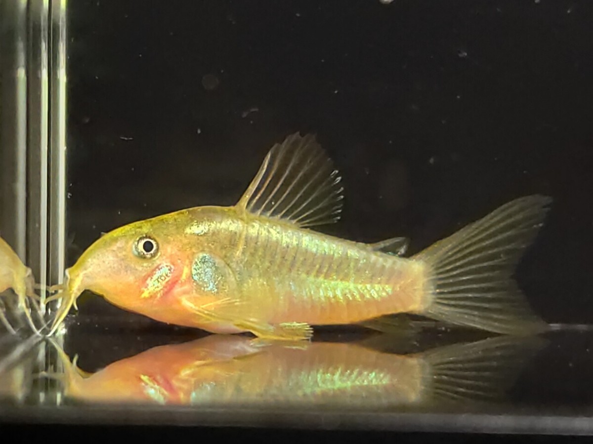  подсветка -tas зеленый 5 шт ±3.5cm. надеты возмещение есть тропическая рыба Corydoras местного производства bleed пресноводная рыба 
