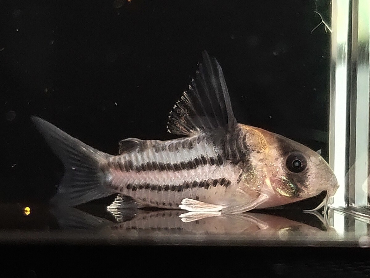 koru редкость 3 шт ±4cm. надеты возмещение есть тропическая рыба Corydoras местного производства bleed пресноводная рыба 