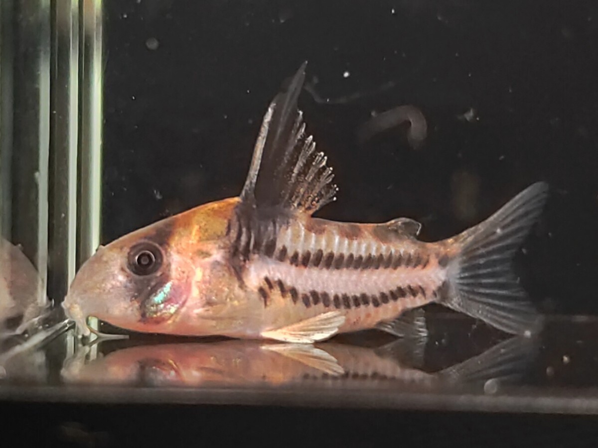 koru редкость 3 шт ±4cm. надеты возмещение есть тропическая рыба Corydoras местного производства bleed пресноводная рыба 