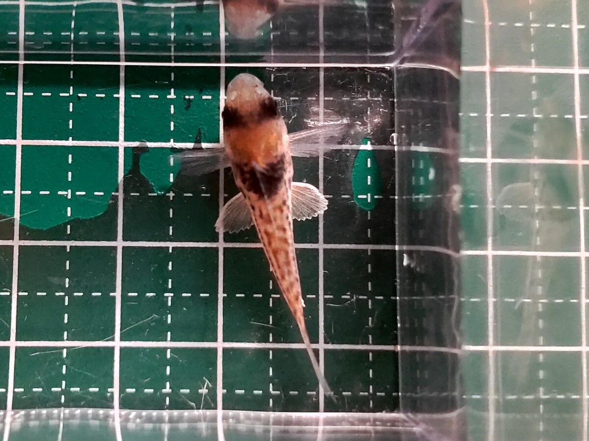 koru редкость 3 шт ±4cm. надеты возмещение есть тропическая рыба Corydoras местного производства bleed пресноводная рыба 
