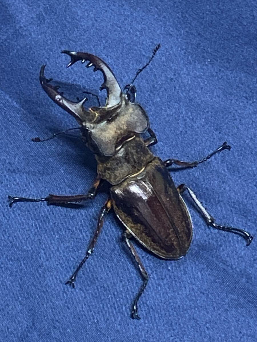 【超特大】ミヤマクワガタペア♂77.7㎜.♀42.2㎜♀41.6㎜