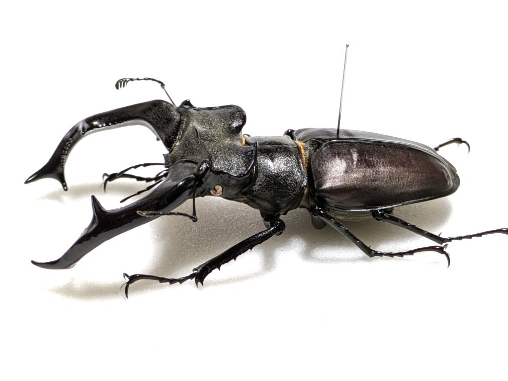 標本】 特大 ケルブス（ヨーロッパ）ミヤマクワガタ ♂83.3mm