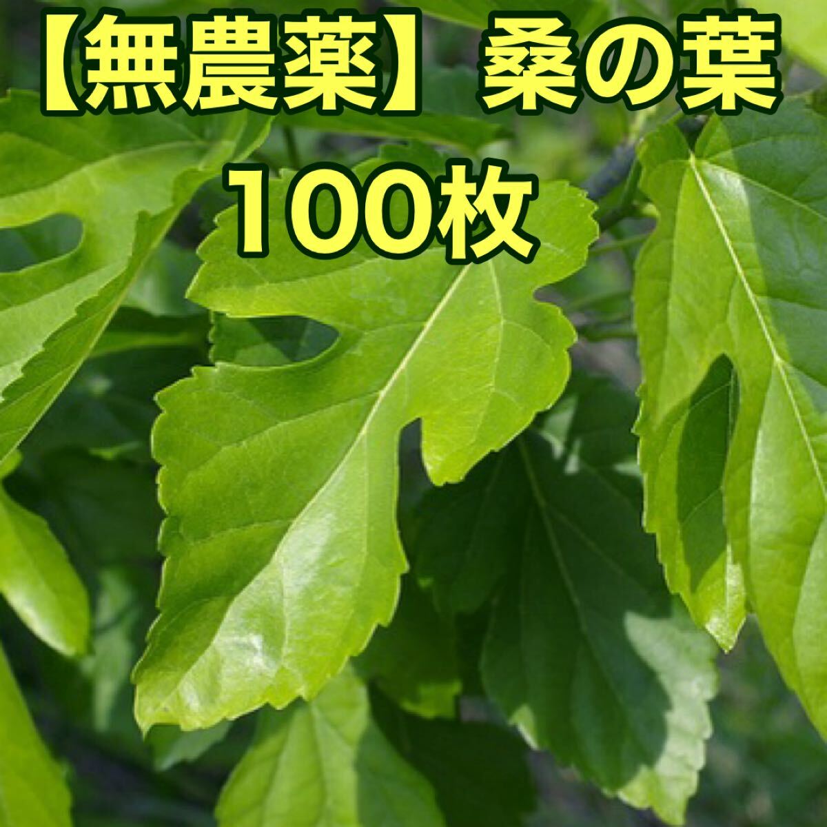 リクガメのゴハン【無農(nóng)薬】桑の葉　100枚